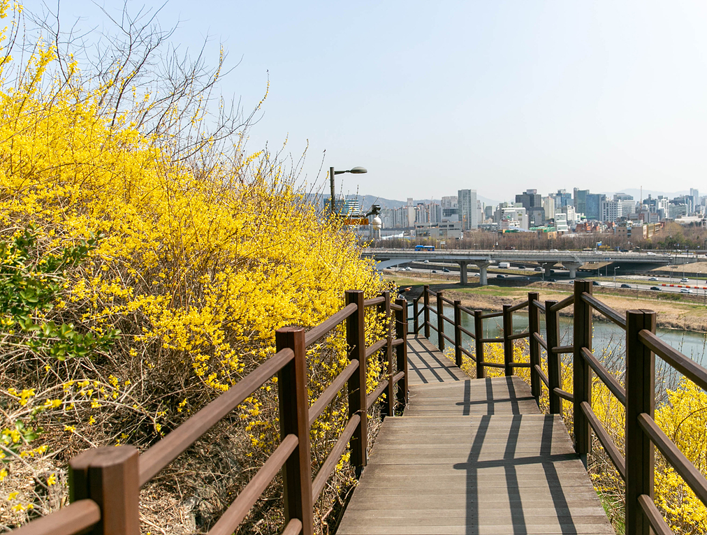 서울숲 벚꽃 사진