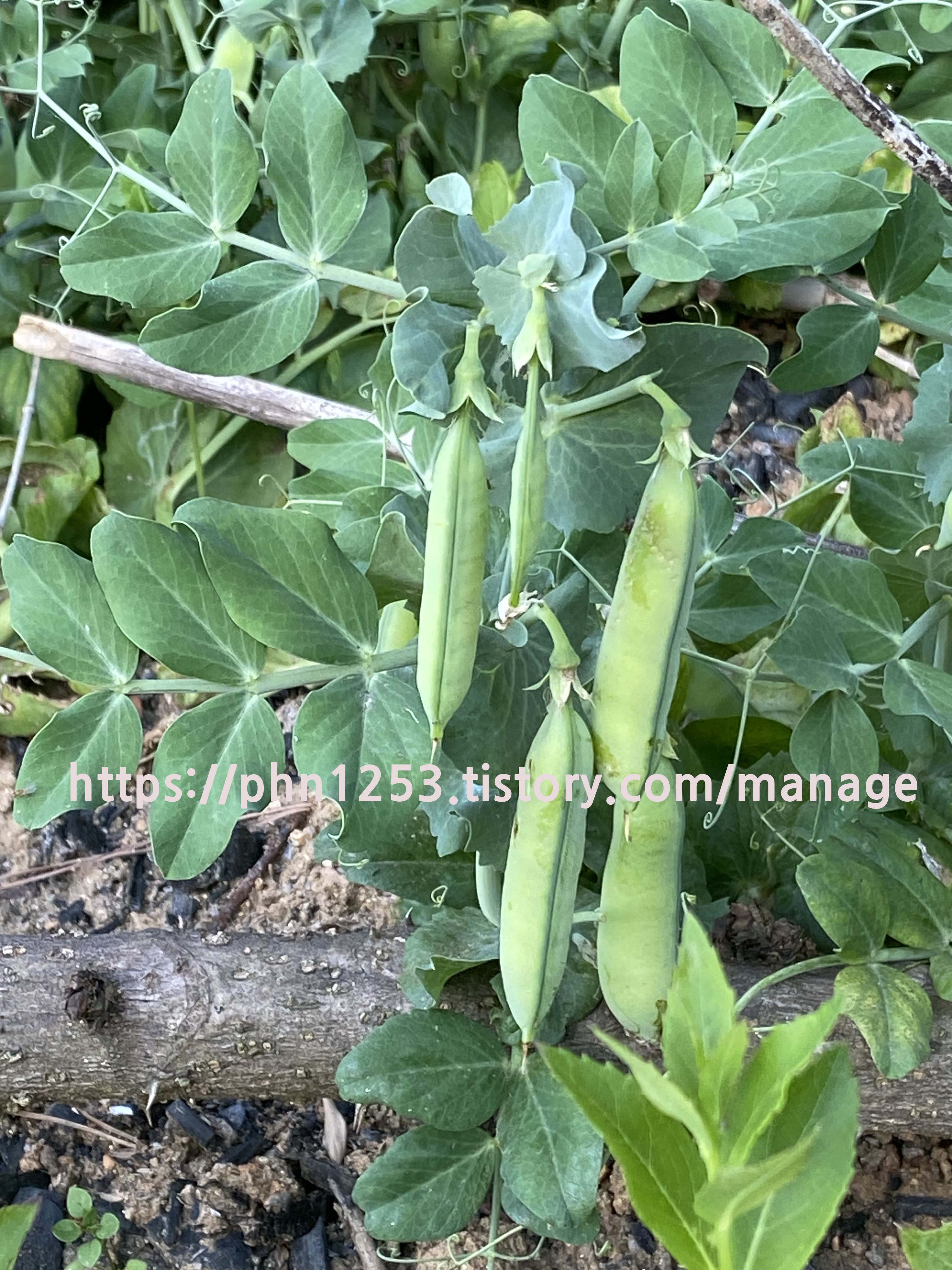 Alt 속성 문제 해결 설명 이미지