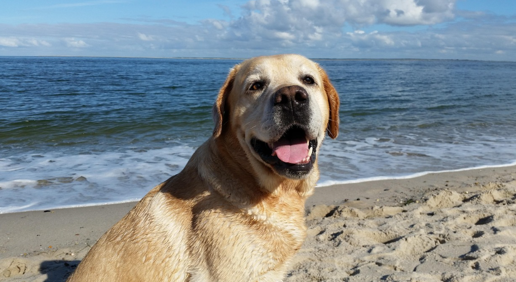 해변에서 활동 중인 래브라도