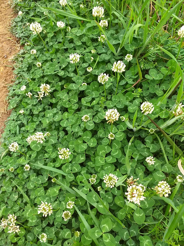 천왕산