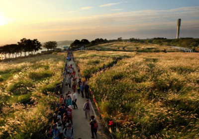 광주-서창억새축제-2024