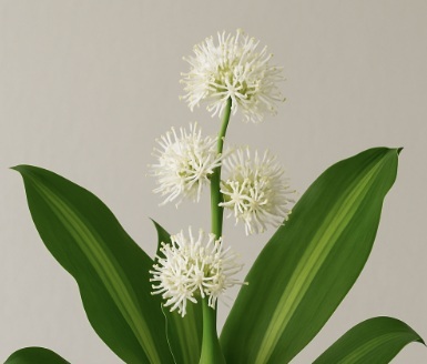 행운목 꽃 여러 송이