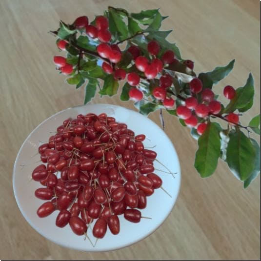 보리수 열매 효능 및 영양 성분 보리수청 만들기