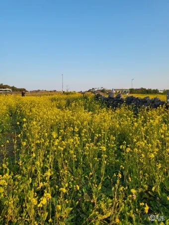 유채 재배 가을 파종 겨울 보온 봄 개화_14