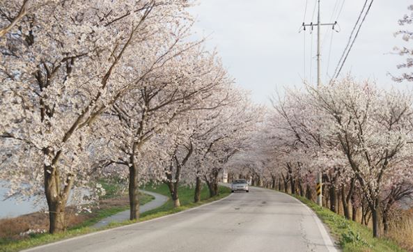 전주 한내로 벚꽃길