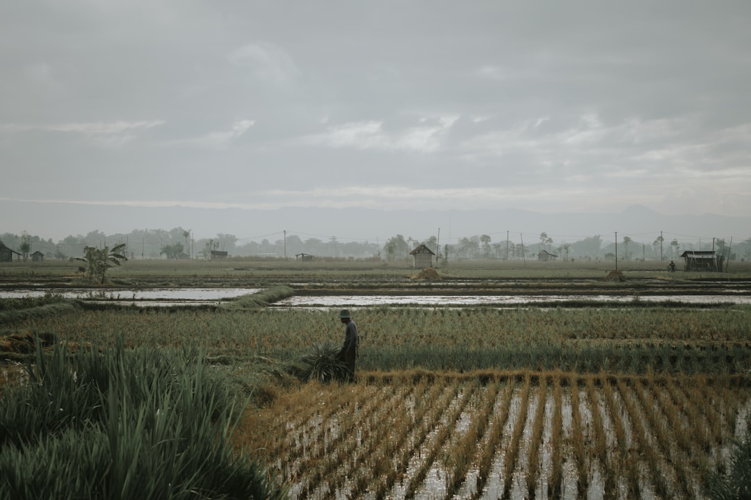 Farmers’ allowance