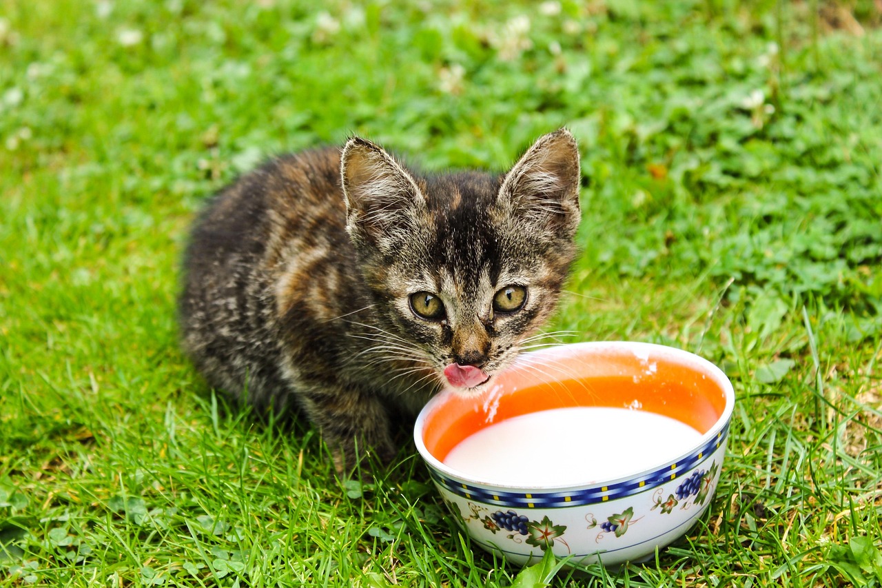 고양이 자궁축농증 주요 원인