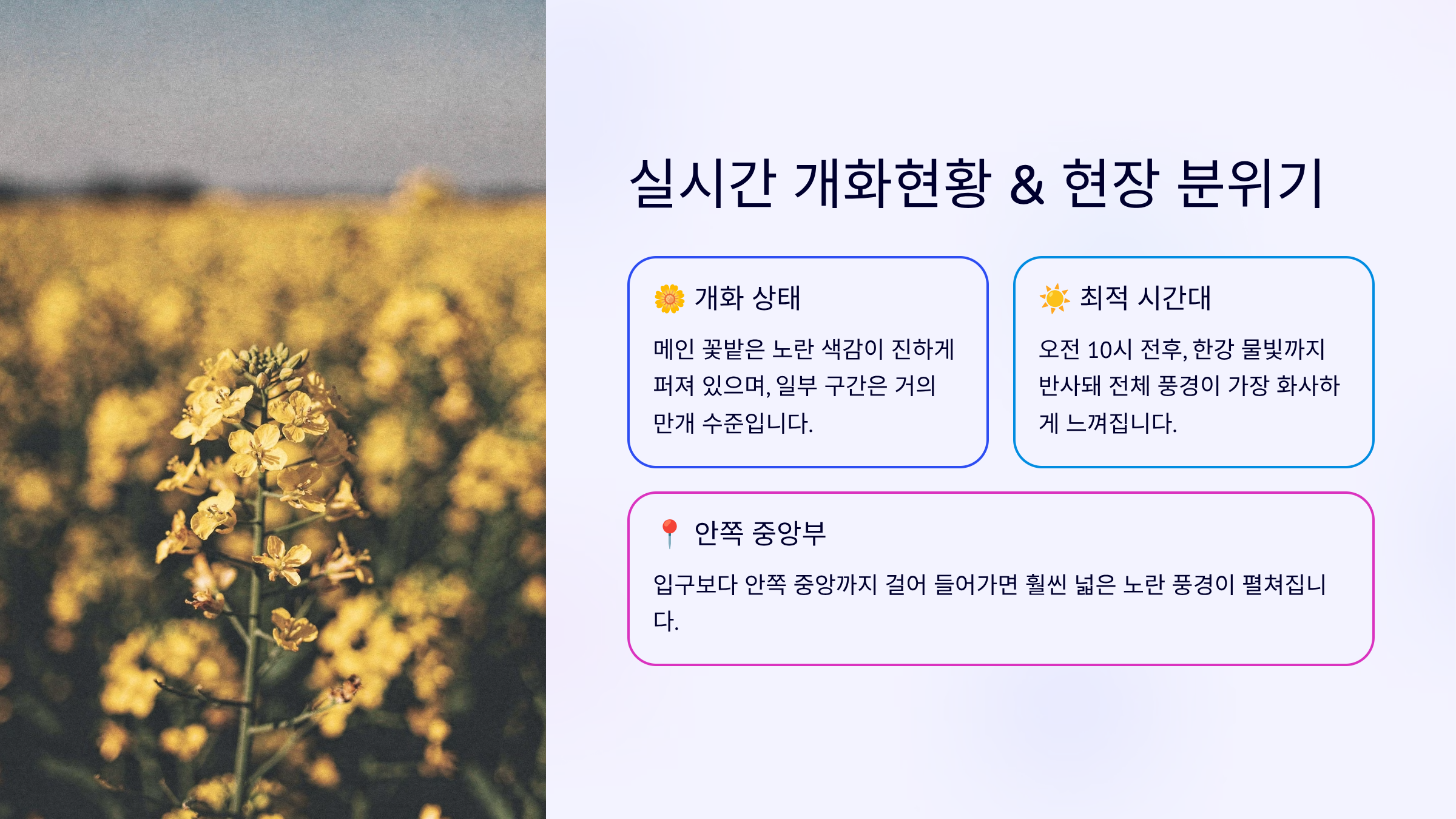 2026 구리 유채꽃축제 실시간 개화현황 분위기