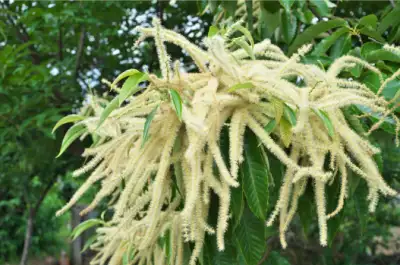 가을 제철음식 밤 효능과 영양성분