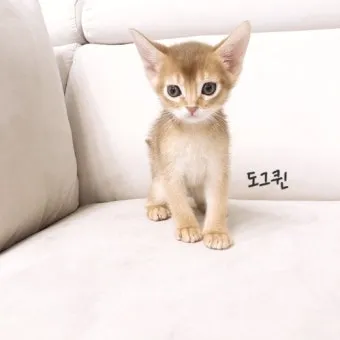 아비니시안 고양이 유전병_6