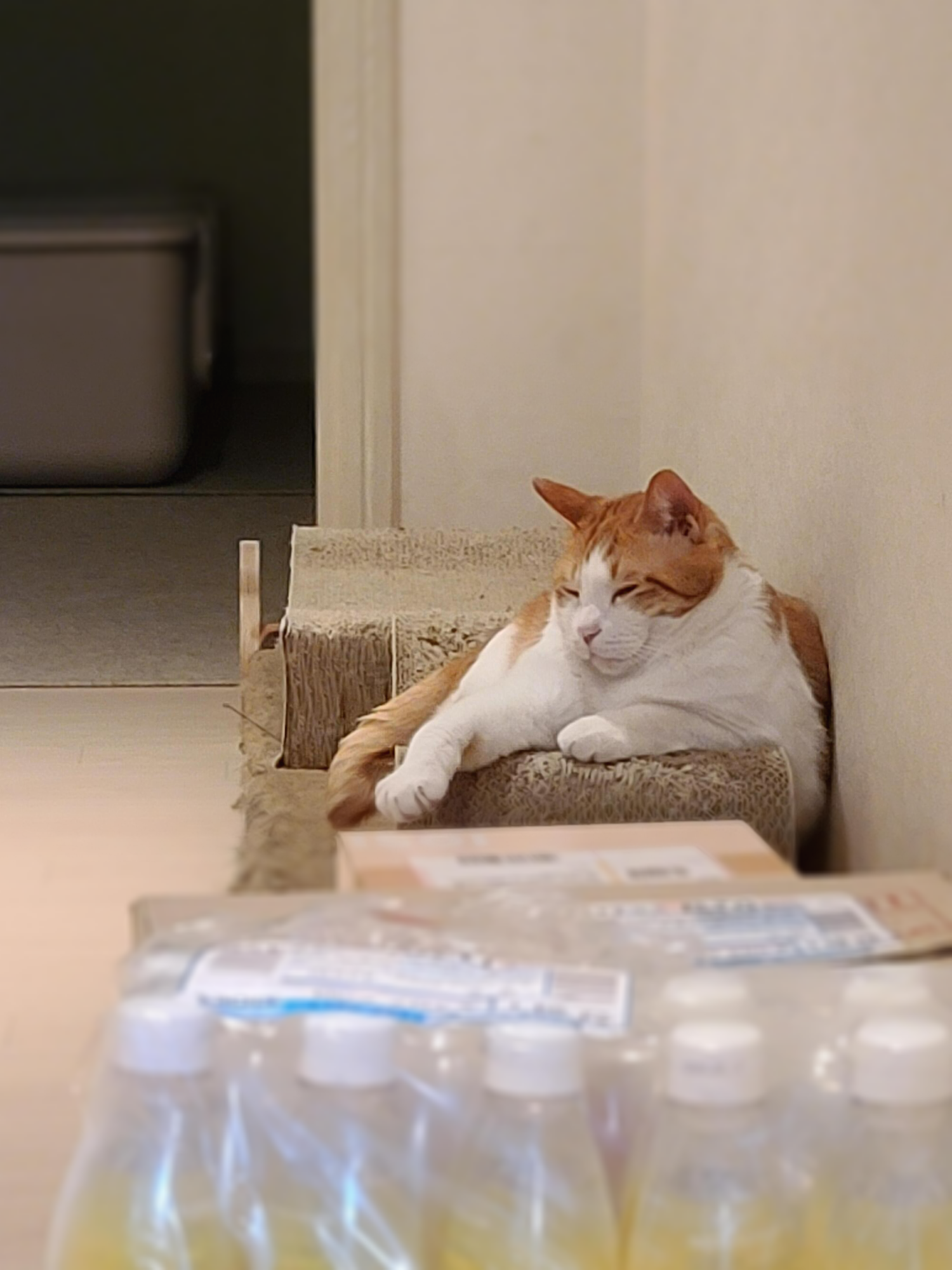 막둥이 삐용이의 요즘 근황.