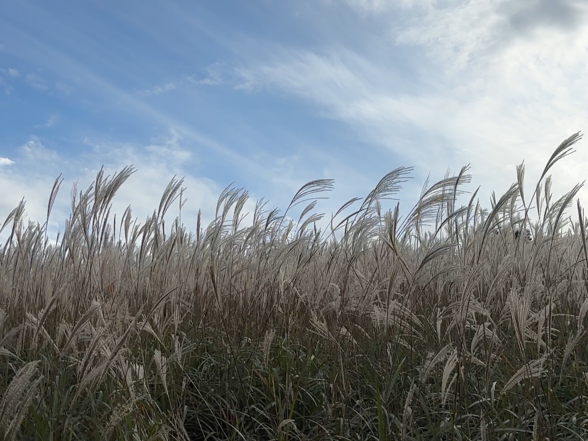 황매선 억새축제 소개, 황매산 교통편, 주변 숙박, 맛집, 남면 조식선생 소개, 유적지 탐방 코스, 1박2일 코스 소개