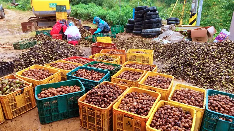  충북 영동 달콤한 햇 호두 감말랭이 자연건조 대봉 곶감 파는 곳 전국 택배 온라인 전화 주문 추천 