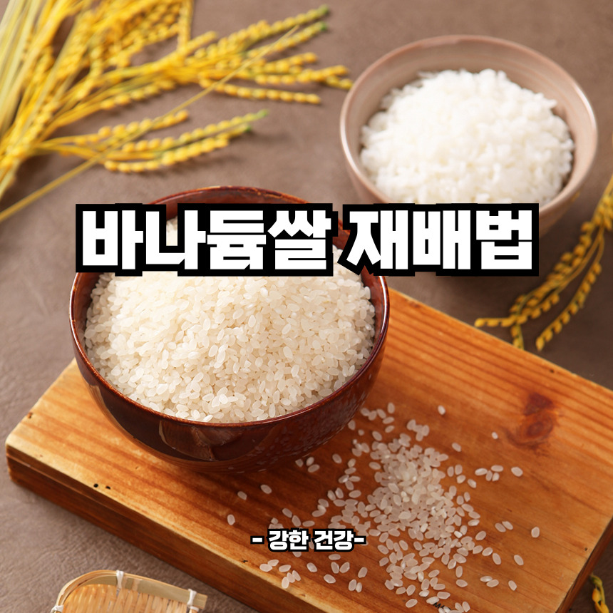 바나듐쌀 재배법