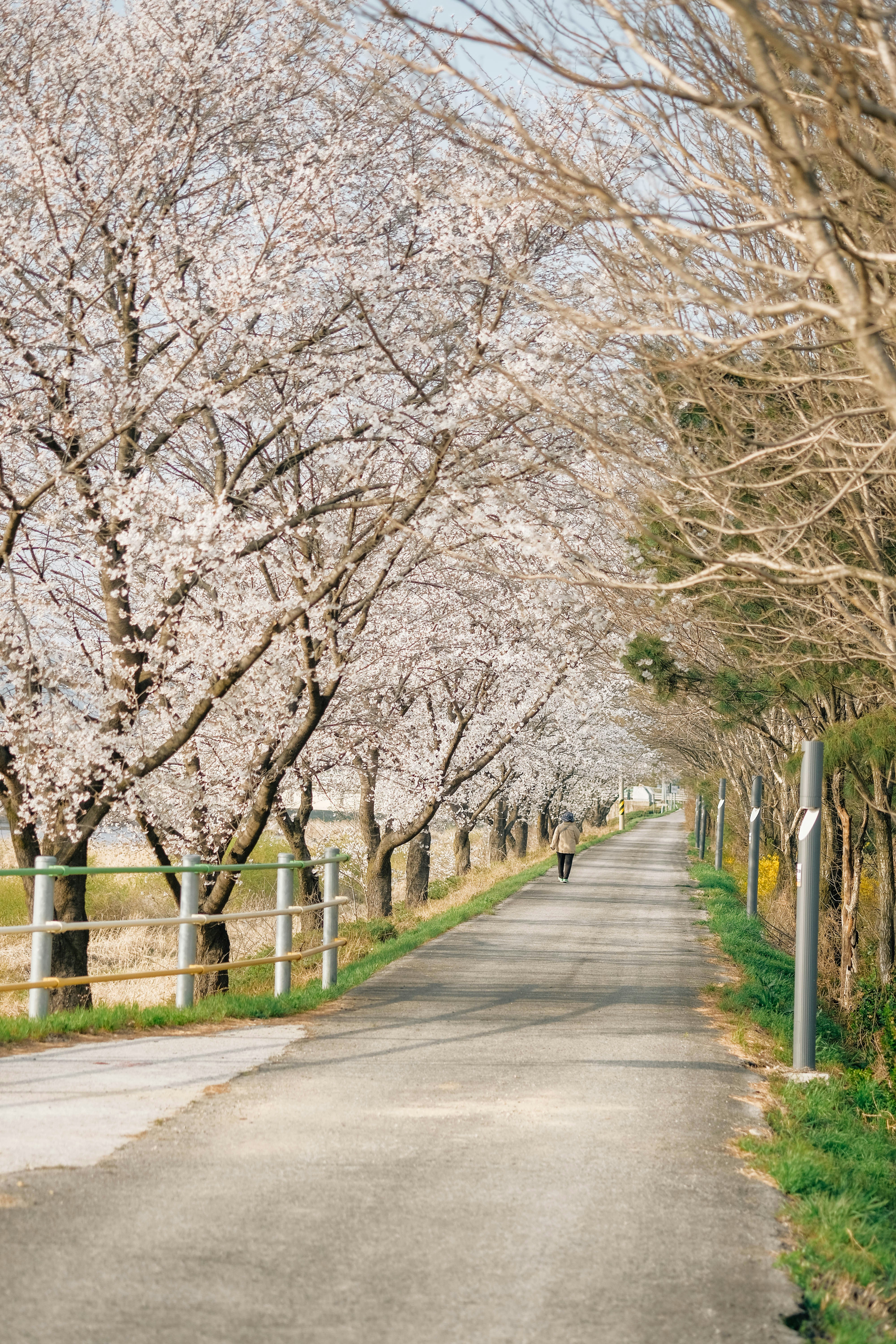 벚꽃길을 천천히 걷는 뒷모습 관련 사진
