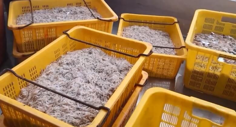 오늘N 수상한 가족 영광 설도항 새우젓 판매 신성호 주문방법