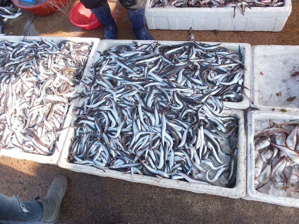 스티로폼 박스에 가득한 양미리