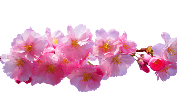 연분홍색 벛꽃이 가지에 가득 피었다. 가로로 있는 모습이다.