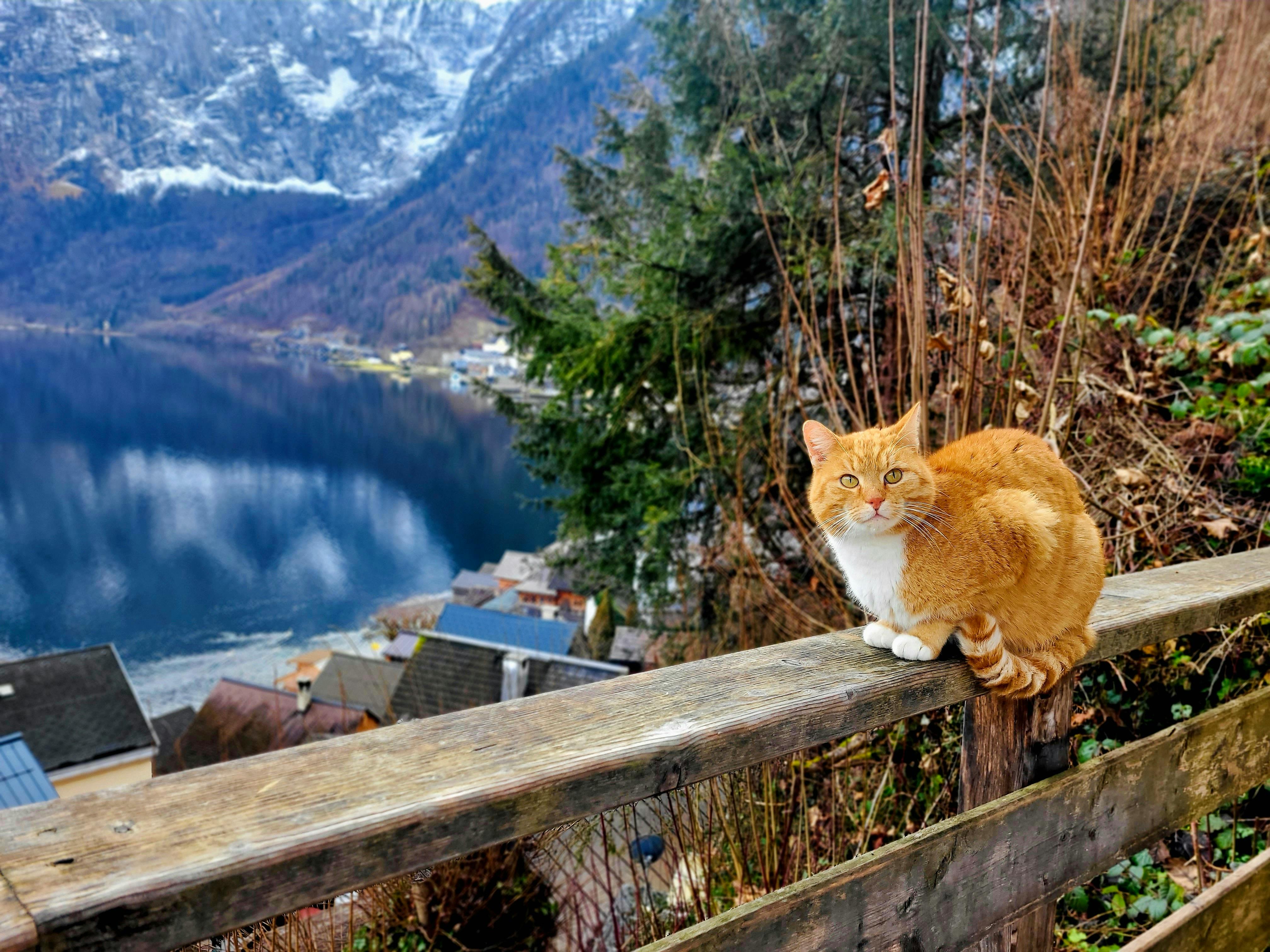 유럽 고양이 성장법 관련 사진