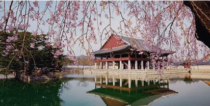 전국 벚꽃 핫스팟