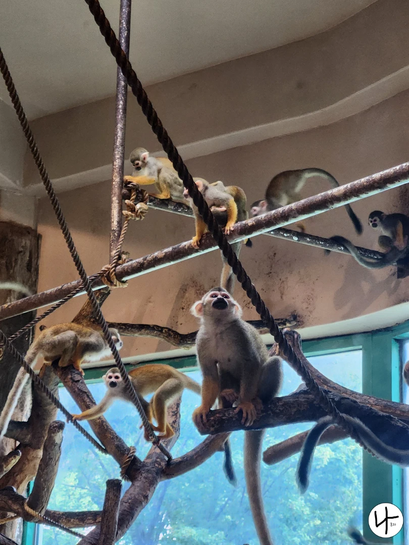 단체생활-하는-다람쥐원숭이들