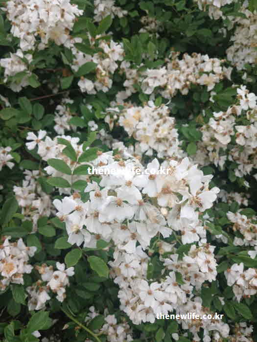찔레꽃 효능 항산화 작용 퀘르세틴