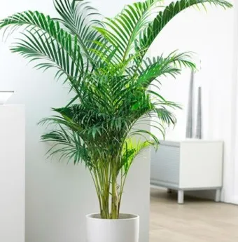 실내 공기정화식물 추천 10가지_4