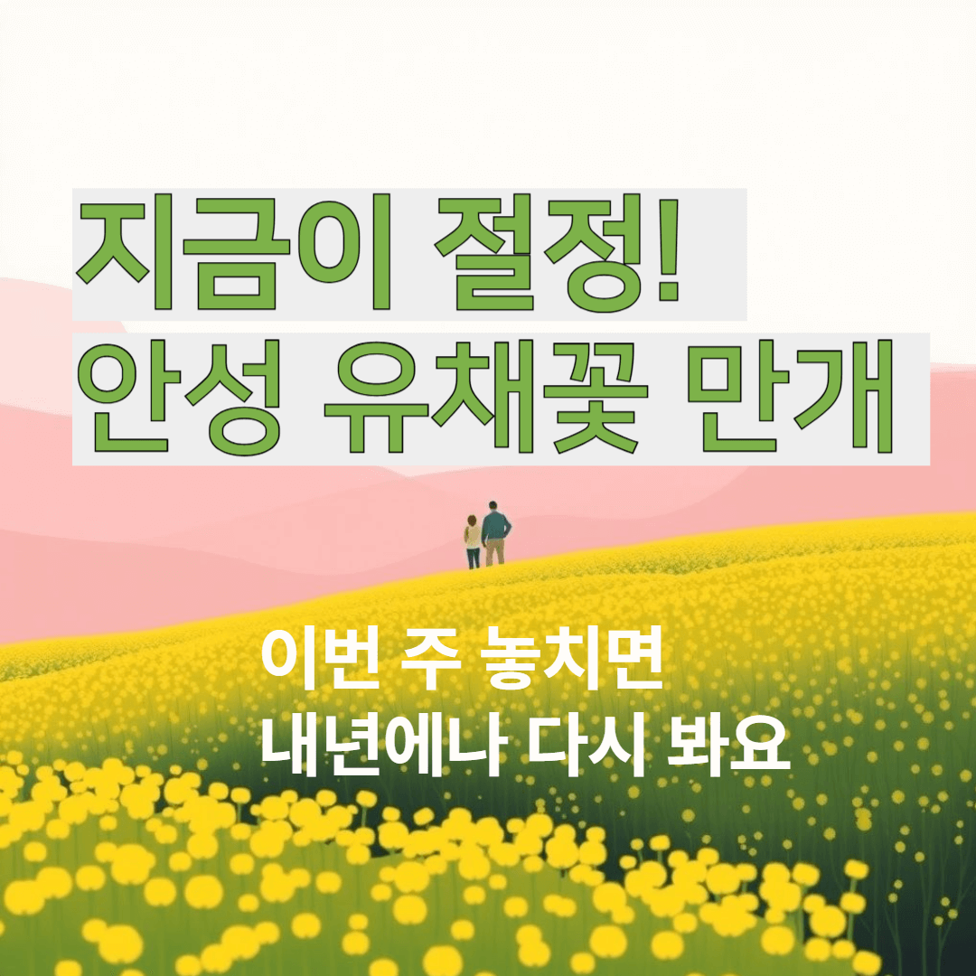 2025 지금이 절정! 안성팜랜드 유채꽃 만개🌼