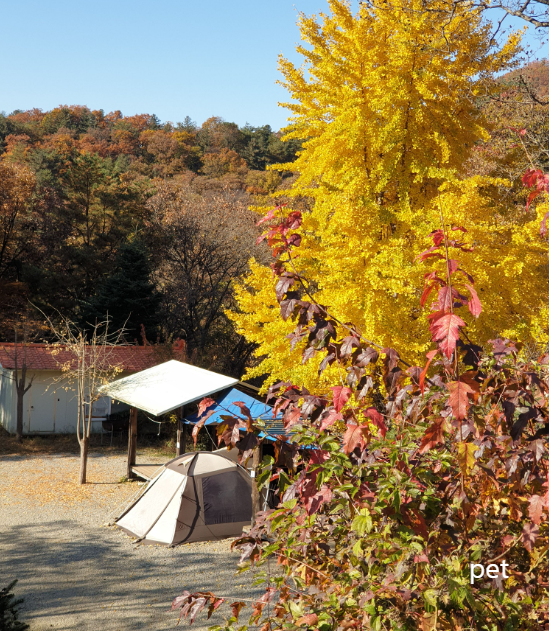 경기-동두천-돈내미캠핑장-예약-방법-애견-동반-가격-주소-시간-후기
