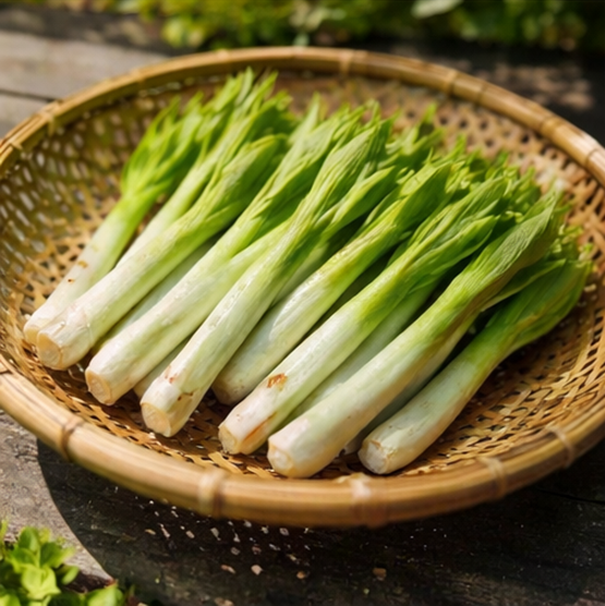 옥잠화(Hosta plantaginea)