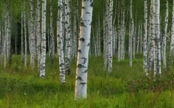 알레르기 배려 저자극실내식물 추천 흙먼지줄이기 수경재배 활용_8