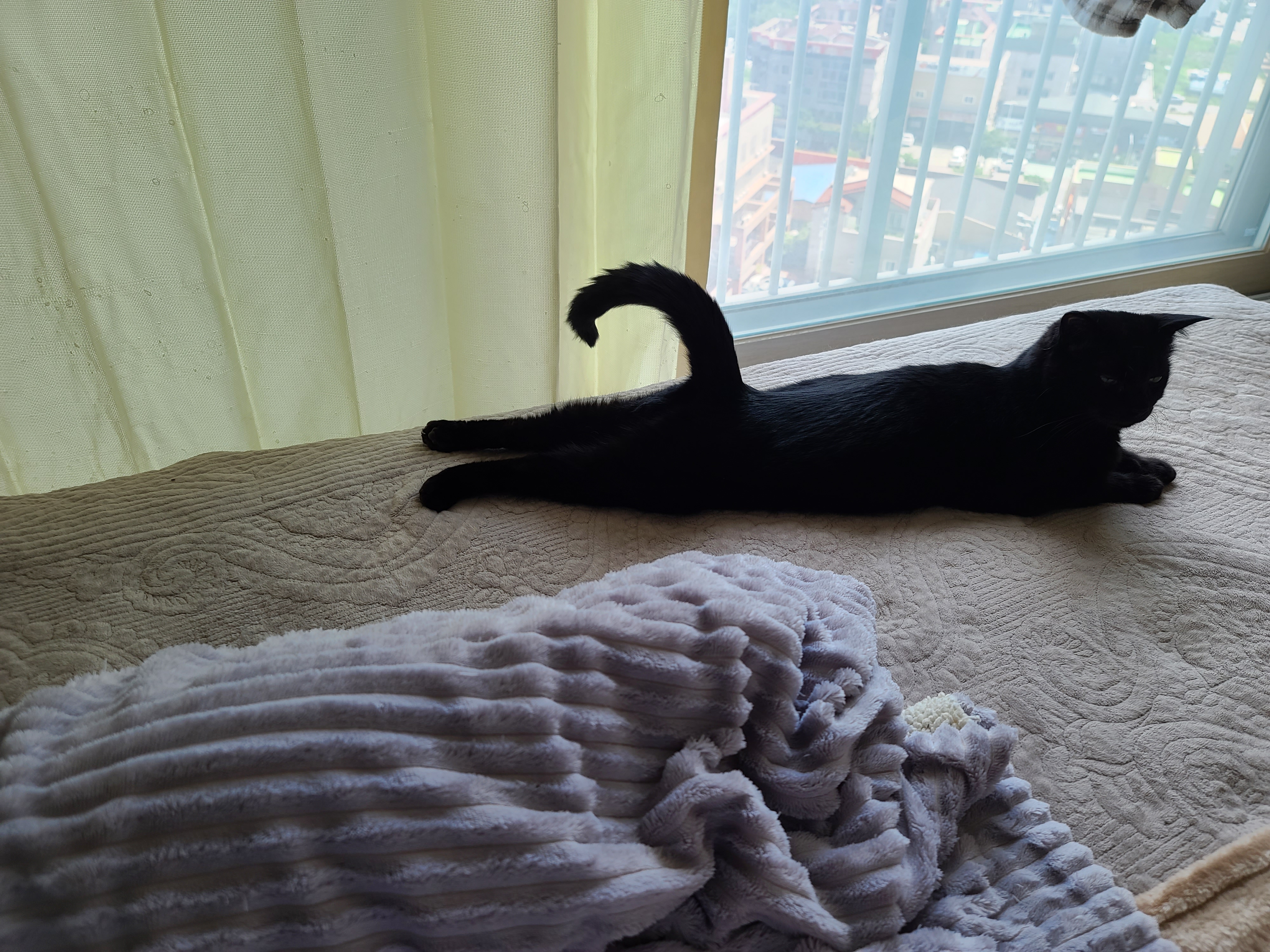 에어컨 바람을 피하고 싶을때 올블랙 건이와 막둥이 삐용이의 선택은...!