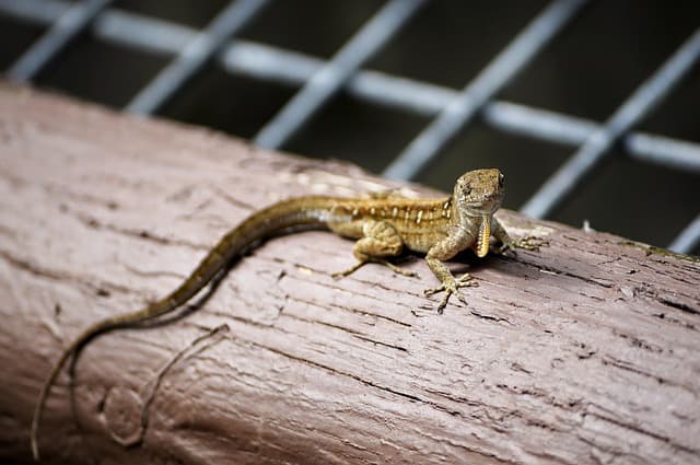 파충류 반려동물에게 적합한 사육장 꾸미기 팁