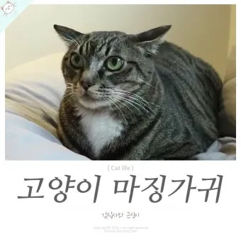 &amp;quot;고양이