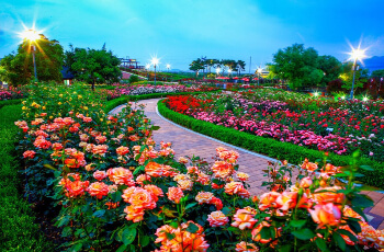 곡성 장미축제3