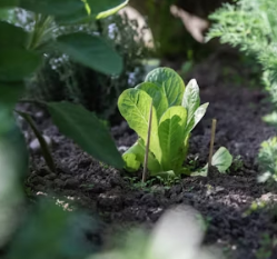 배추 효능 부작용 칼로리