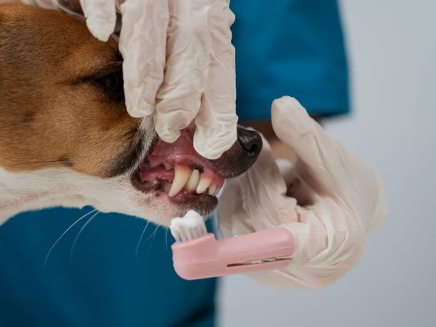 강아지 치과 치료 비용 개요