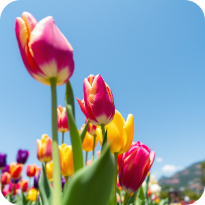 튤립축제 이미지