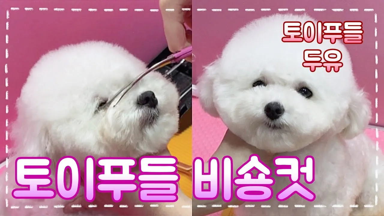 푸들 종류 토이푸들 실버투들 분양 가격 성격_7