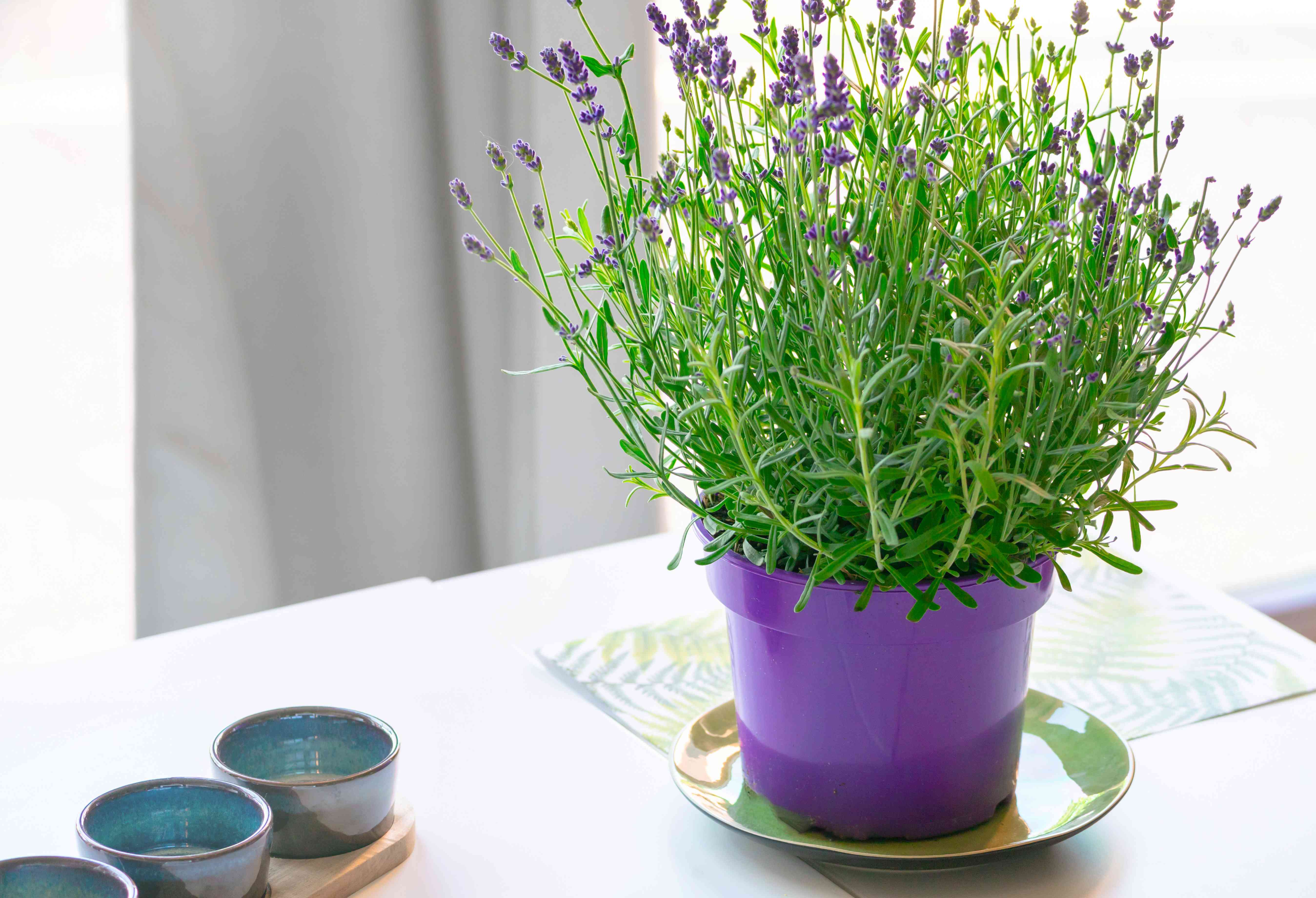 라벤더(Lavender)