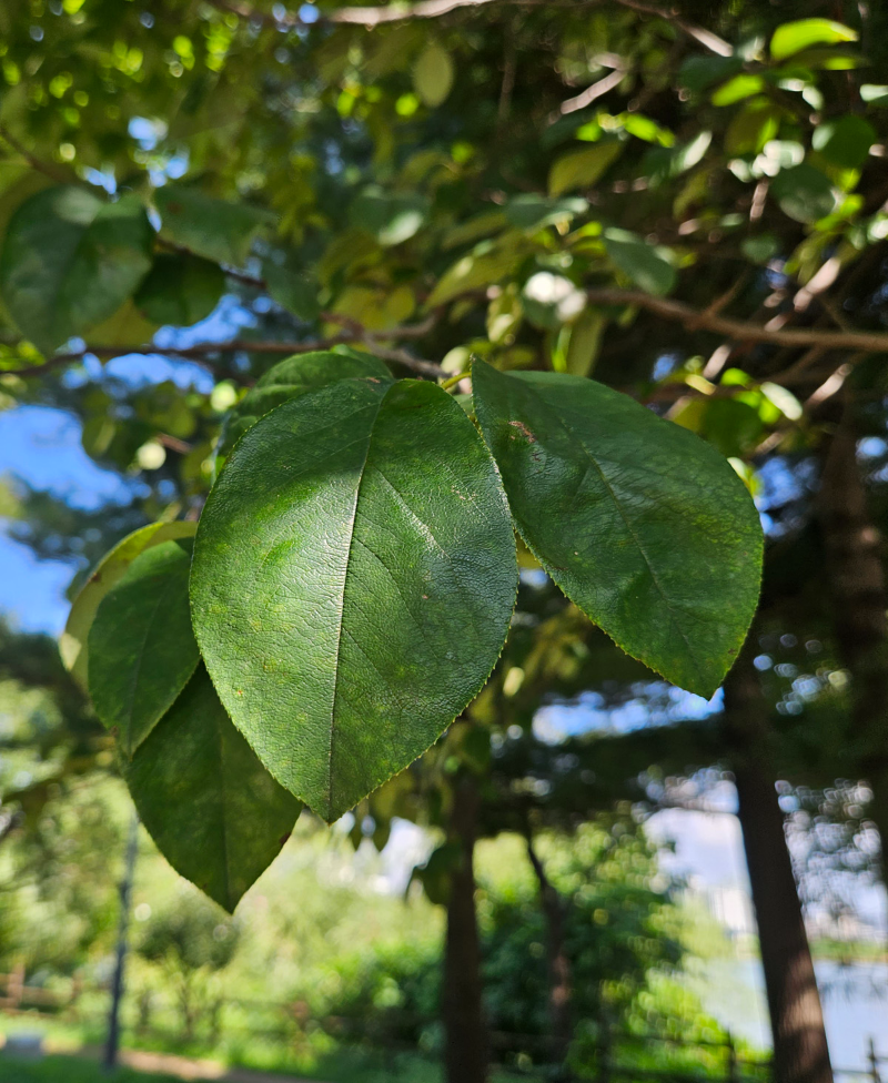 모과나무 잎2