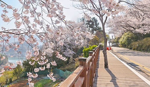 돌산공원 벚꽃길