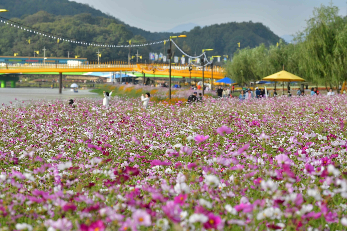 장성-황룡강-가을꽃축제