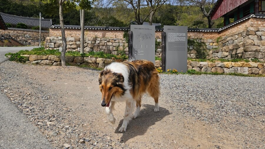 해남 서동사 : 보물 대웅전과 동백 숲이 건네는 천년의 위로
