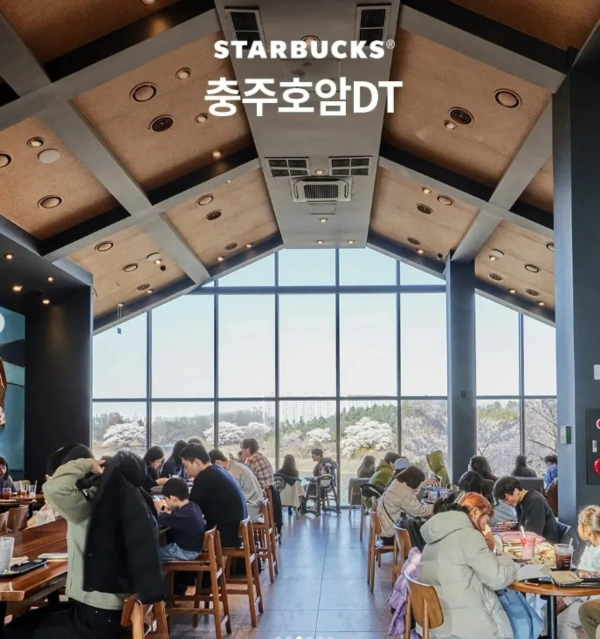 스타벅스-벚꽃명당-사진