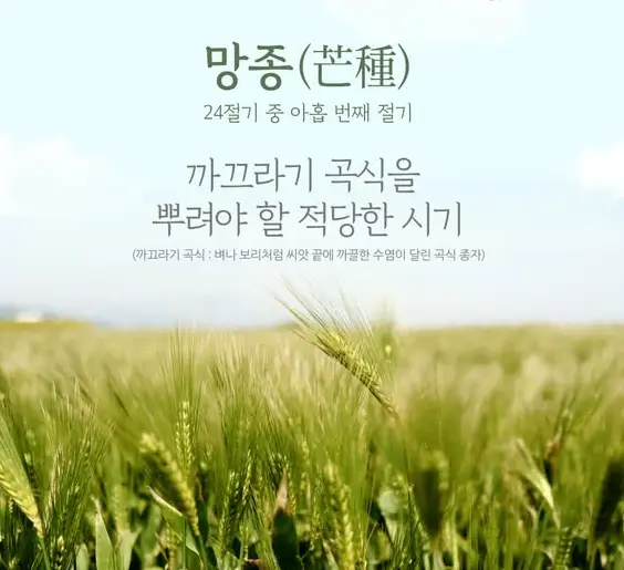 24절기-망종-뜻