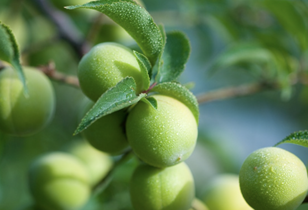 매실 보관 방법