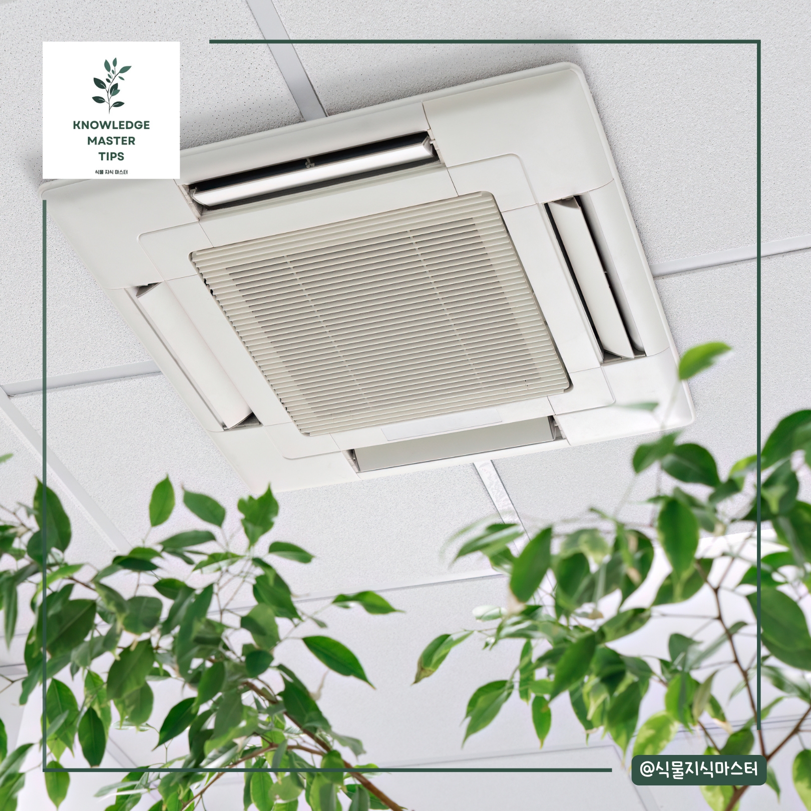 급격한 온도차, 식물도 혼란스러워해요