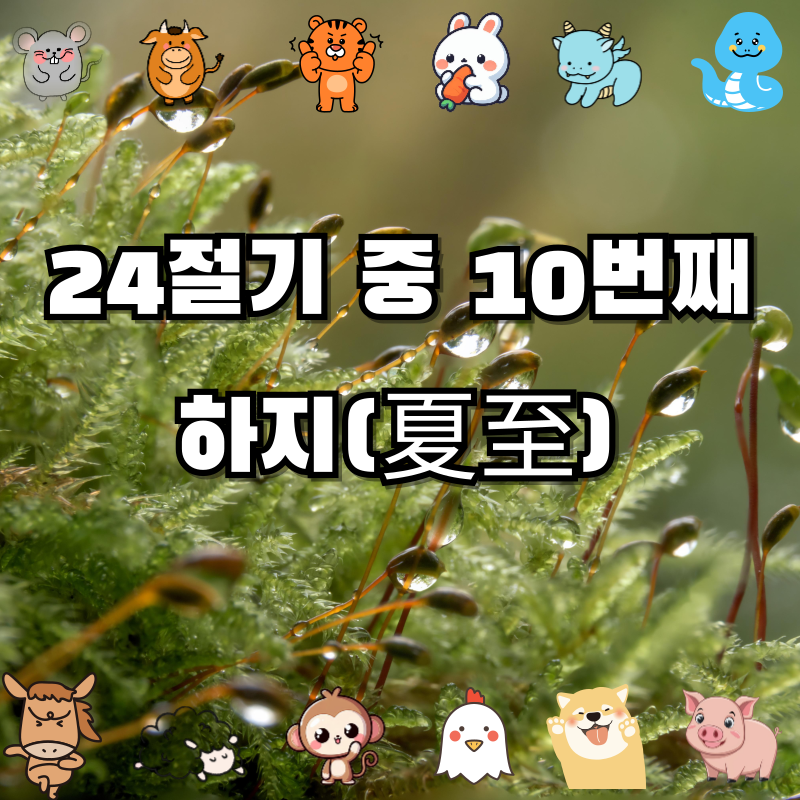 4절기🌞 하지(夏至)란? — 낮이 가장 긴 날, 여름 절정의 시작