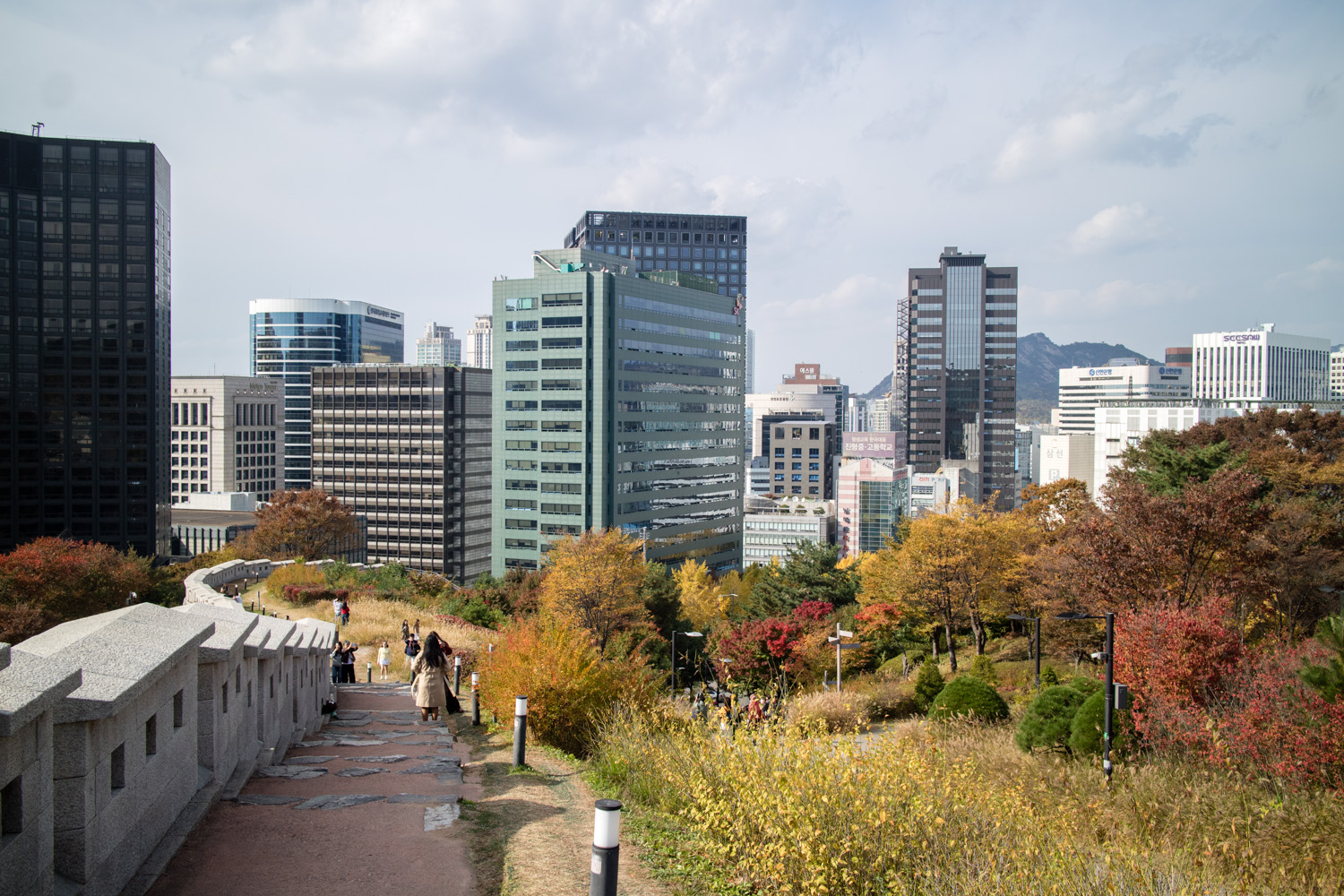 남산공원 은행단풍